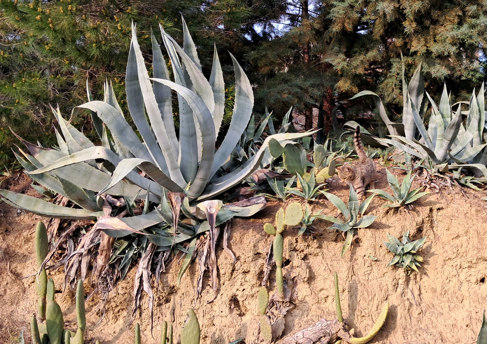 IL GATTO L’AGAVE E I CACTUS - CARMINE DE DOMINICIS