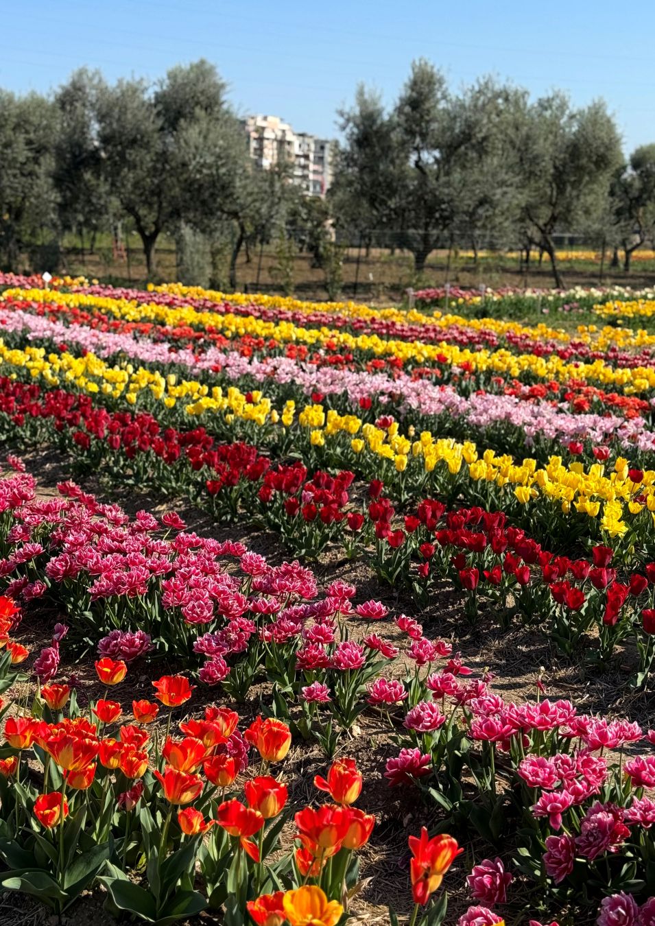 TULIPARK - SILVIA RIGLIETTI 